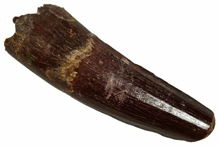 Fossil Spinosaurus Tooth - Real Dinosaur Tooth #356766